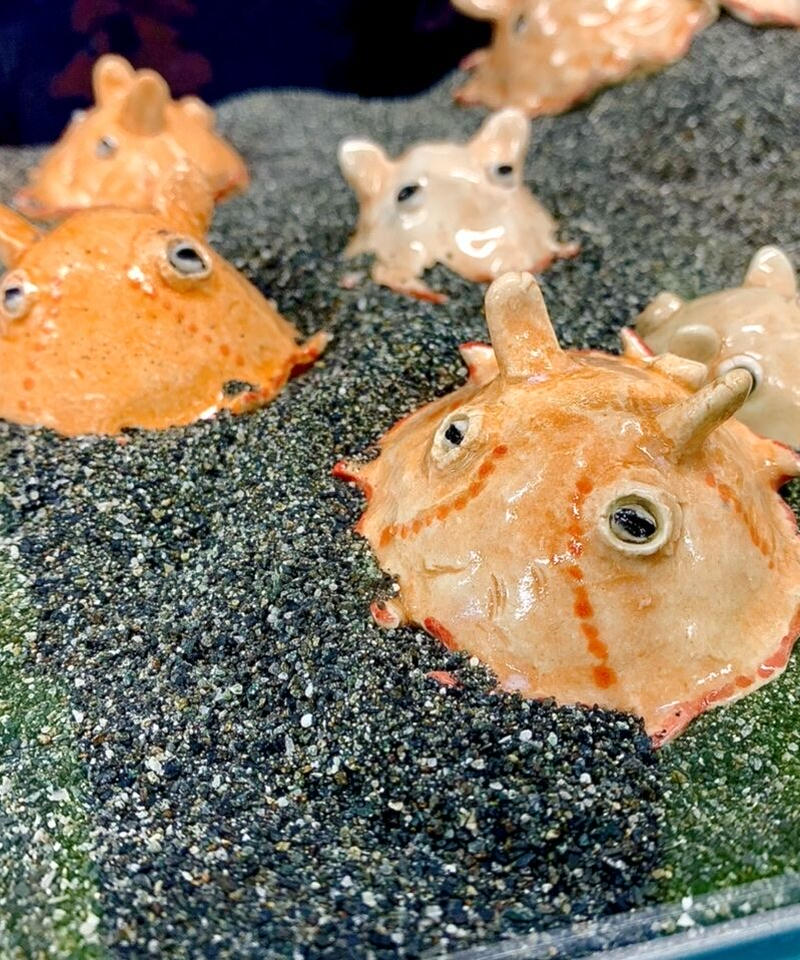 めんだこ大 陶器 小林 登 作品 幼魚水族館 オンラインショップ 幼魚屋