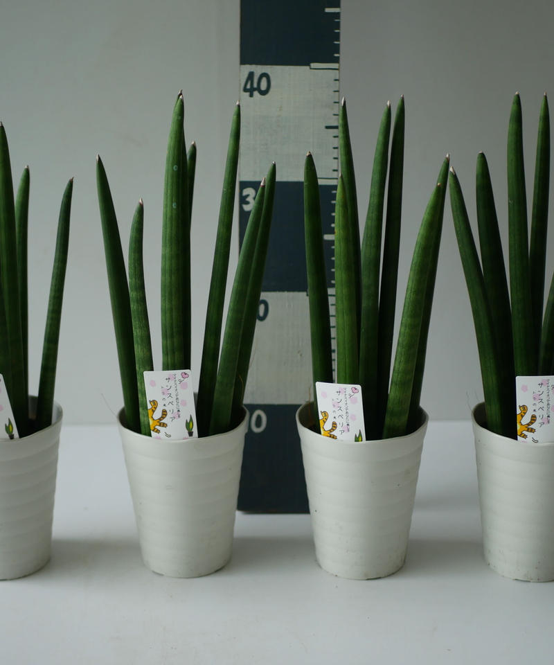 サンセベリア スタッキー 空気清浄効果抜群 スタイリッシュ インテリアグリーンとギフトプラ