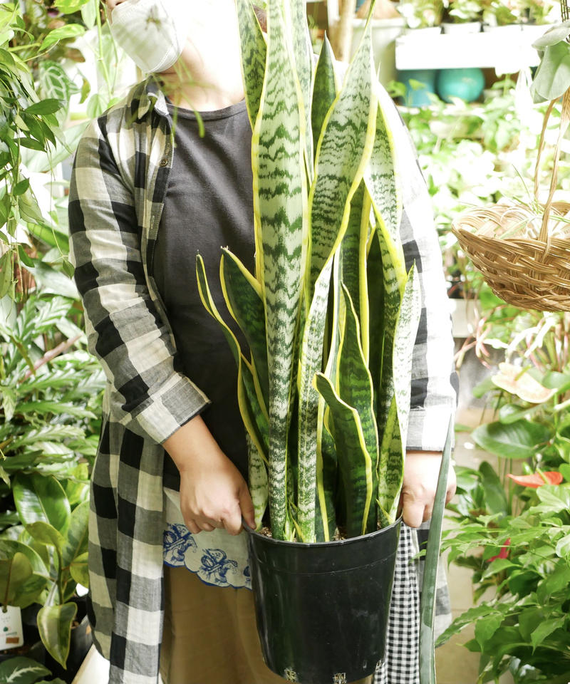 サンセベリア 空気清浄効果抜群 観葉植物 丈夫で育てやすい インテリアグリーンとギフトプ