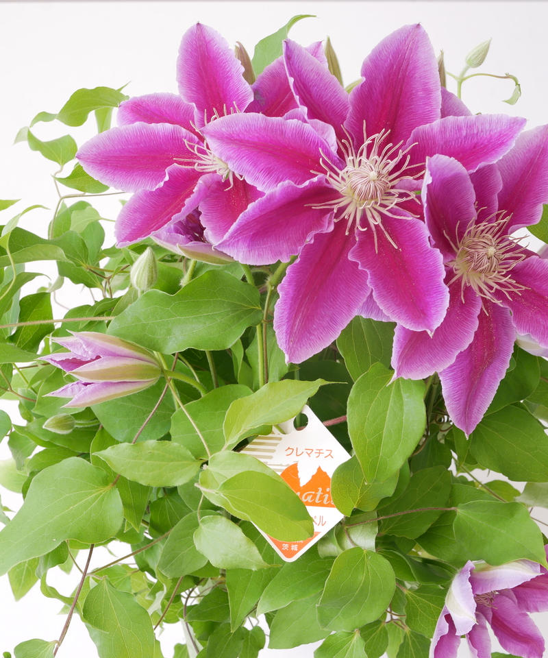 クレマチス ドクターラッペル 白雪姫 H Fヤング つる性植物 インテリアグリーンとギフト