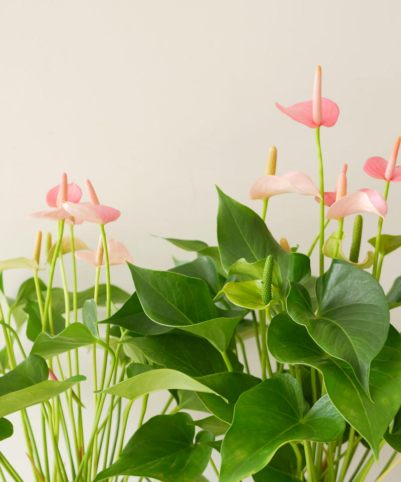 アンスリウム ピンクの花 贈答用にも ボリュームあり 長持ちする花 インテリアグリーンとギ