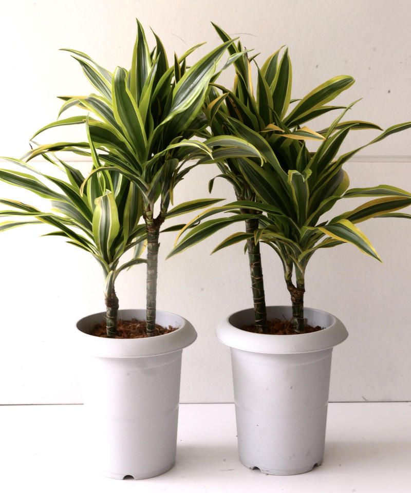 ドラセナ デレメンシス レモンライム ワーネッキー ストライプ柄 観葉植物 インテリアグリ