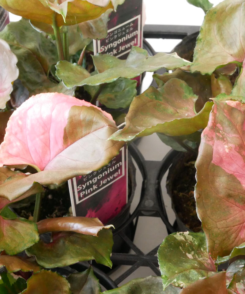 シンゴニウム ピンクジュエル インテリアグリーンとギフトプランツコーディネートのasiac