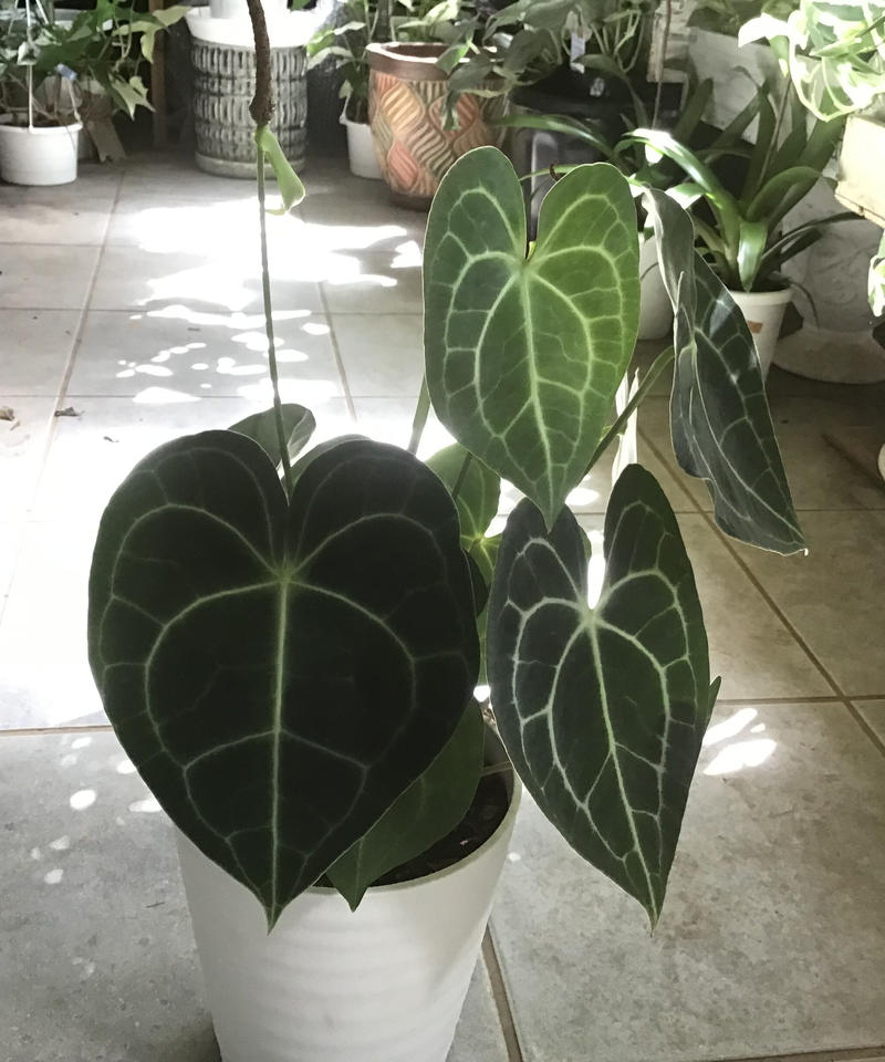 アンスリウム クラリネルビウム 長く楽しめる 観葉植物 インテリアグリーンとギフトプラン