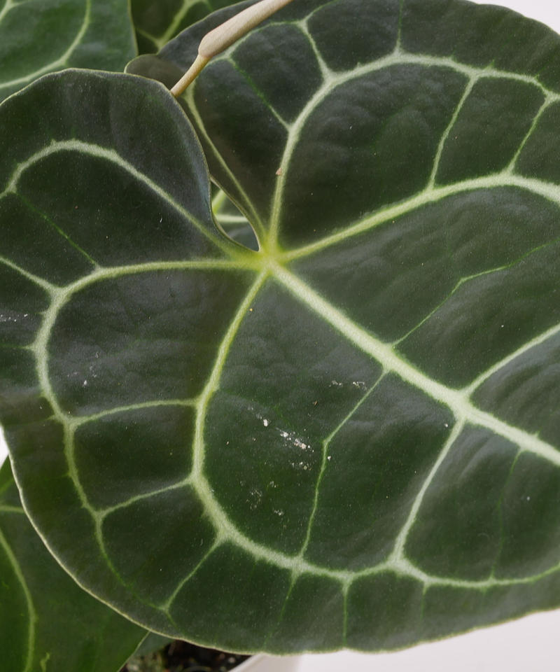 アンスリウム クラリネルビウム 長く楽しめる 観葉植物 インテリアグリーンとギフトプラン アンスリウム クラリネルビウム 長く楽しめる 観葉植物 インテリアグリーンとギフトプラン