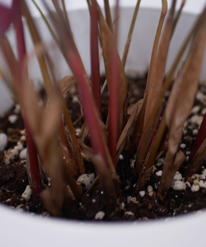 カラテア マコヤナ 個性的な葉模様 観葉植物 インテリアグリーンとギフトプランツコーディネ