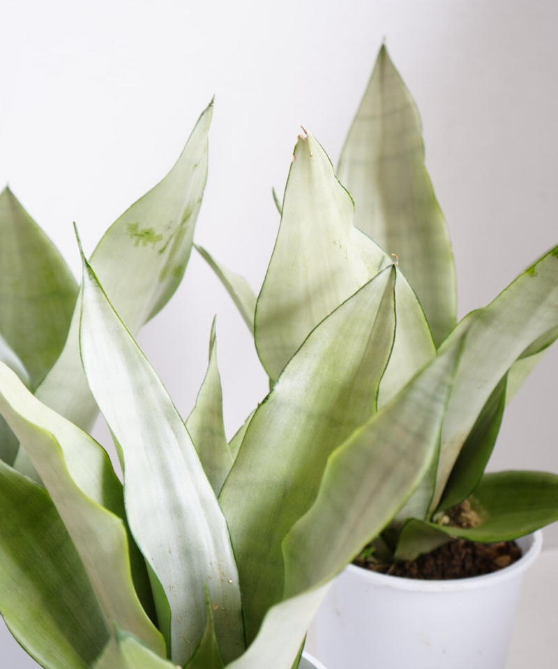サンセベリア ムーンシャイン 5寸 空気清浄効果抜群 スタイリッシュ シルバーリーフ イン