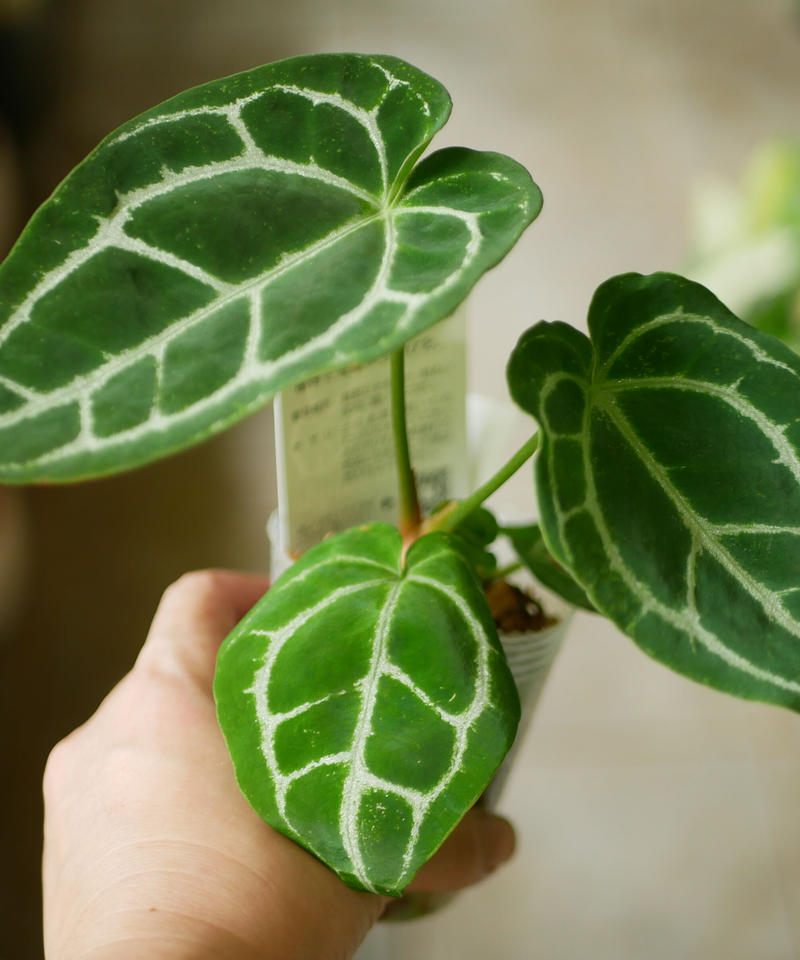 アンスリウム クリスタリナム レア植物 モザイク様で透ける葉脈 キラキラ輝く葉 インテリア アンスリウム クリスタリナム レア植物 モザイク様で透ける葉脈 キラキラ輝く葉 インテリア