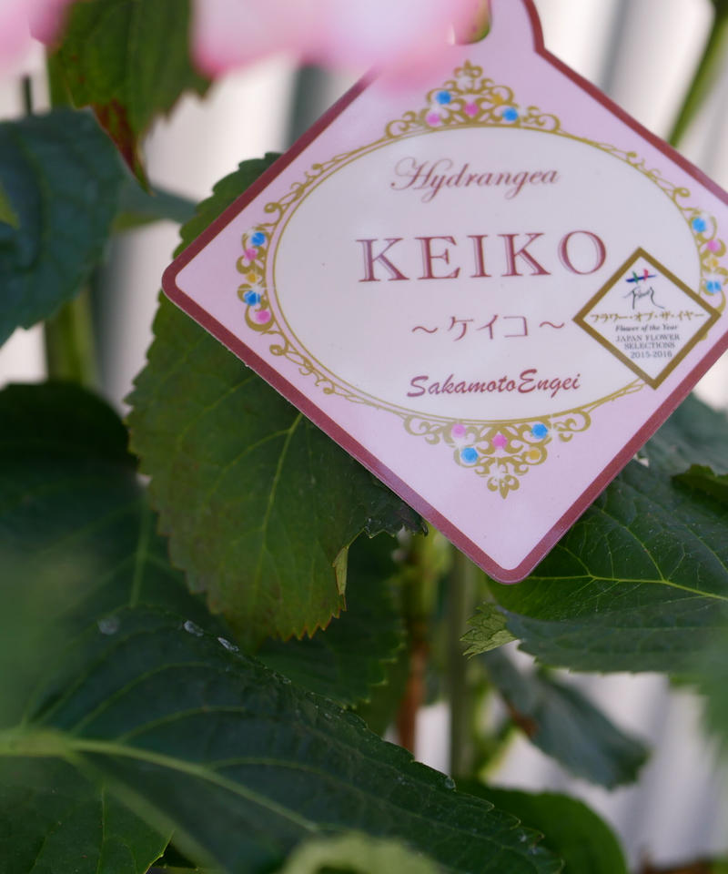 紫陽花 Keiko インテリアグリーンとギフトプランツコーディネートのasiac