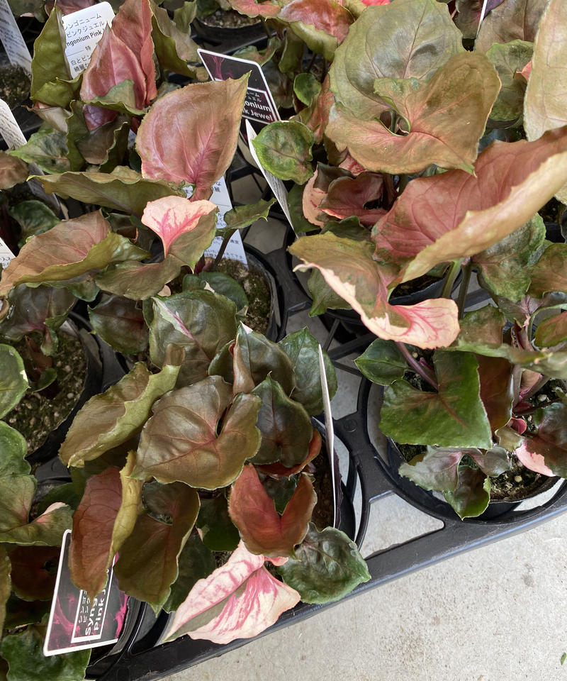 シンゴニウム ピンクジュエル インテリアグリーンとギフトプランツコーディネートのasiac