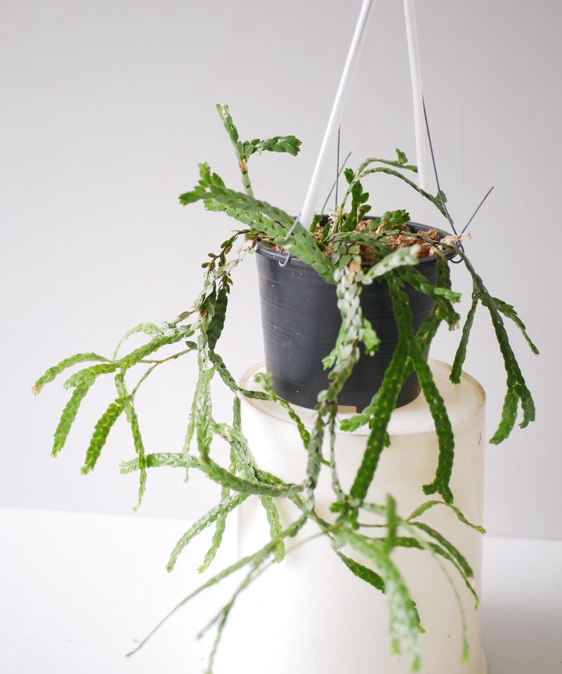 フペルジア Huperzia Nummularifolia シダ植物 インテリアグリーン フペルジア Huperzia Nummularifolia シダ植物 インテリアグリーン