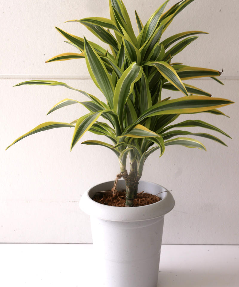 ドラセナ デレメンシス レモンライム ワーネッキー ストライプ柄 観葉植物 インテリアグリ
