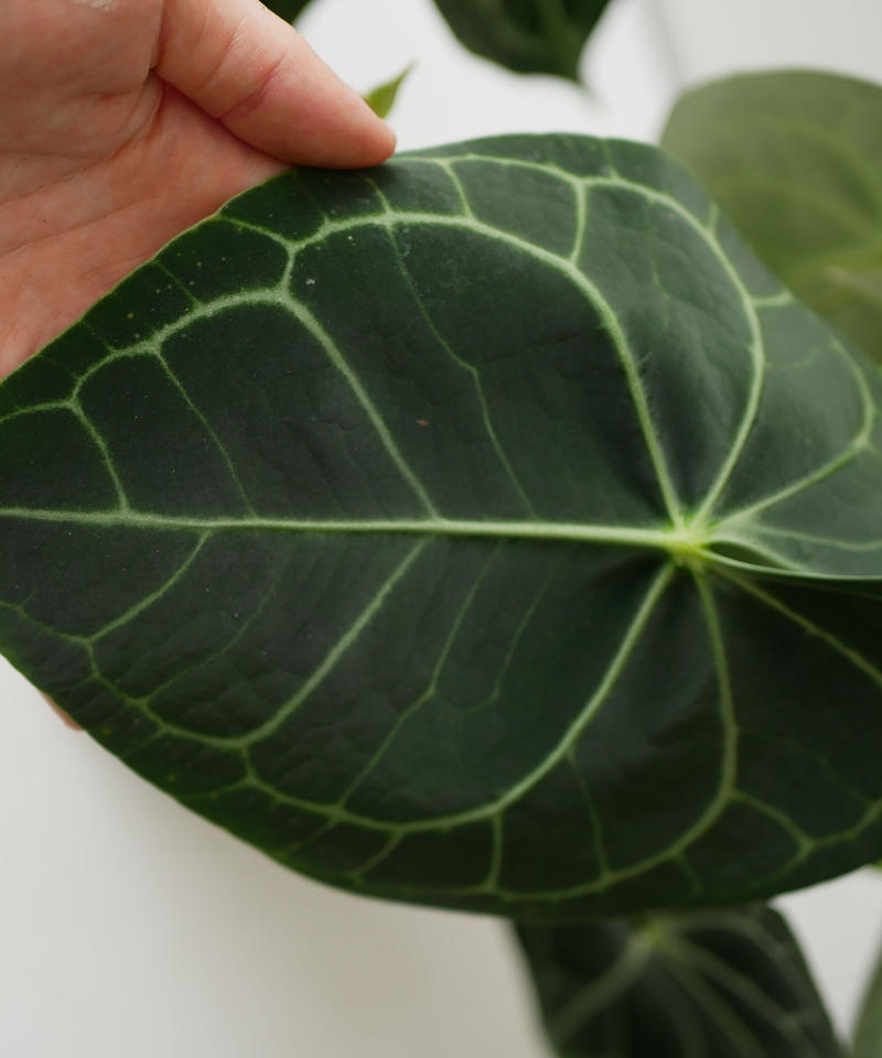 アンスリウム クラリネルビウム 長く楽しめる 観葉植物 インテリアグリーンとギフトプラン アンスリウム クラリネルビウム 長く楽しめる 観葉植物 インテリアグリーンとギフトプラン