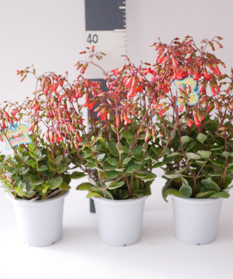 花なし カランコエ マンギニー ミニベラ 朱色の花 鉢植え 多肉植物 インテリアグリーン