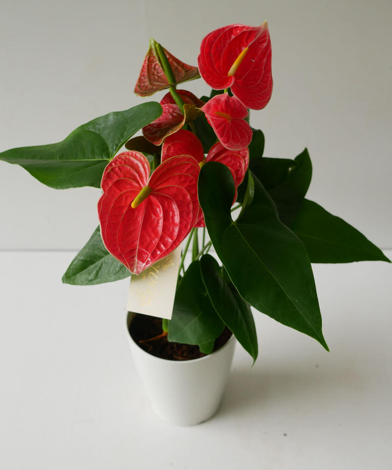 アンスリウム ダコタパルス 観葉植物 鮮やかなレッド インテリアグリーンとギフトプラン