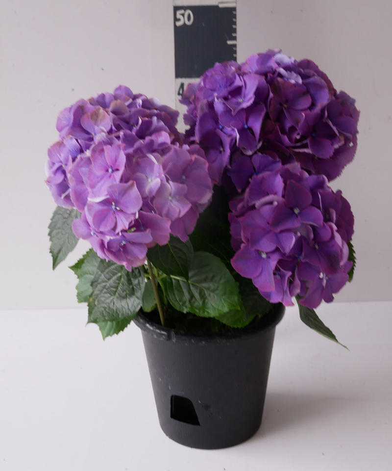 紫陽花 秋色アジサイ レッドアイ インテリアグリーンとギフトプランツコーディネートのasiac