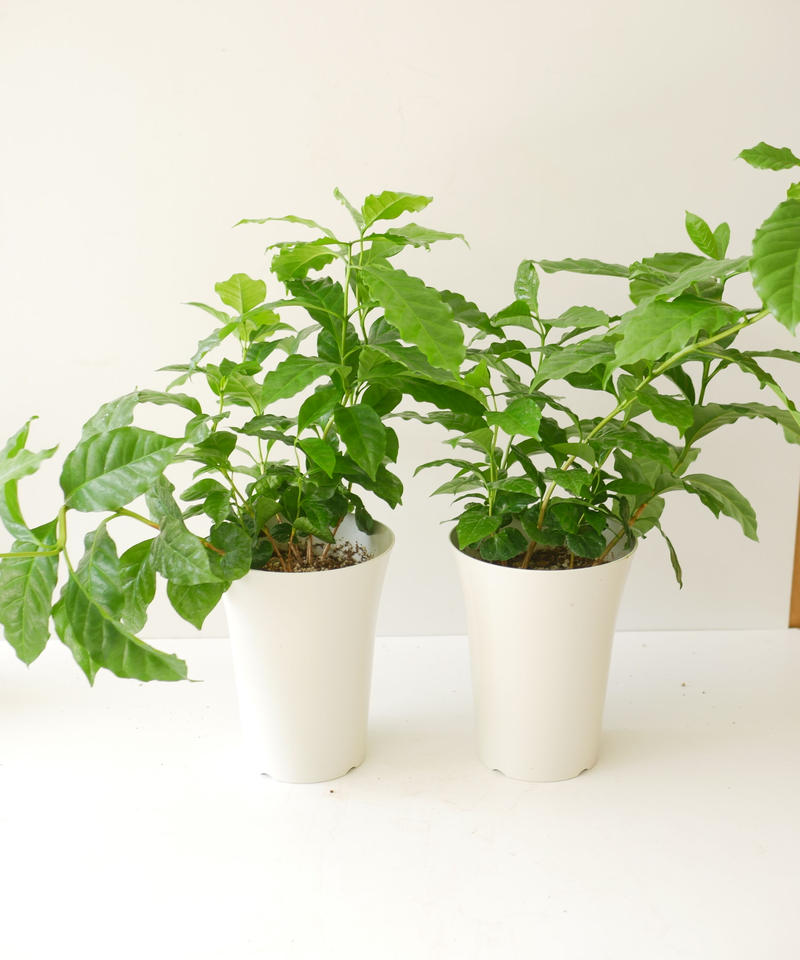 コーヒーの木 常緑低木 艶やかな葉がかっこいい 人気の観葉植物 インテリアグリーンとギフト