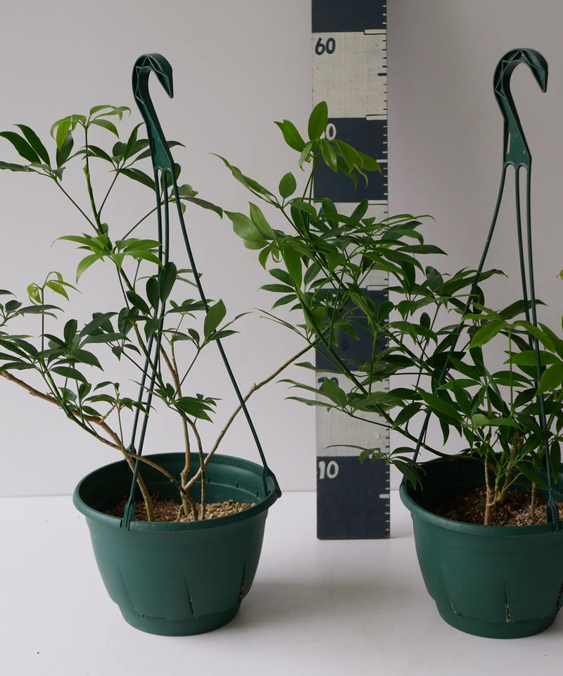 シェフレラ ホンコン アルボリコラ コンパクタ 可愛いおてて葉 カポック ハンギング イン