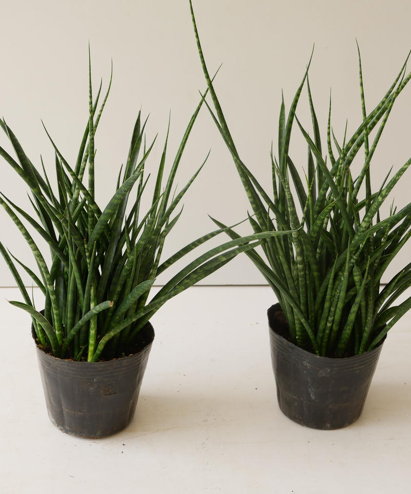 サンセベリア 観葉植物 空気清浄抜群 育てやすい インテリアグリーンとギフトプランツコーデ