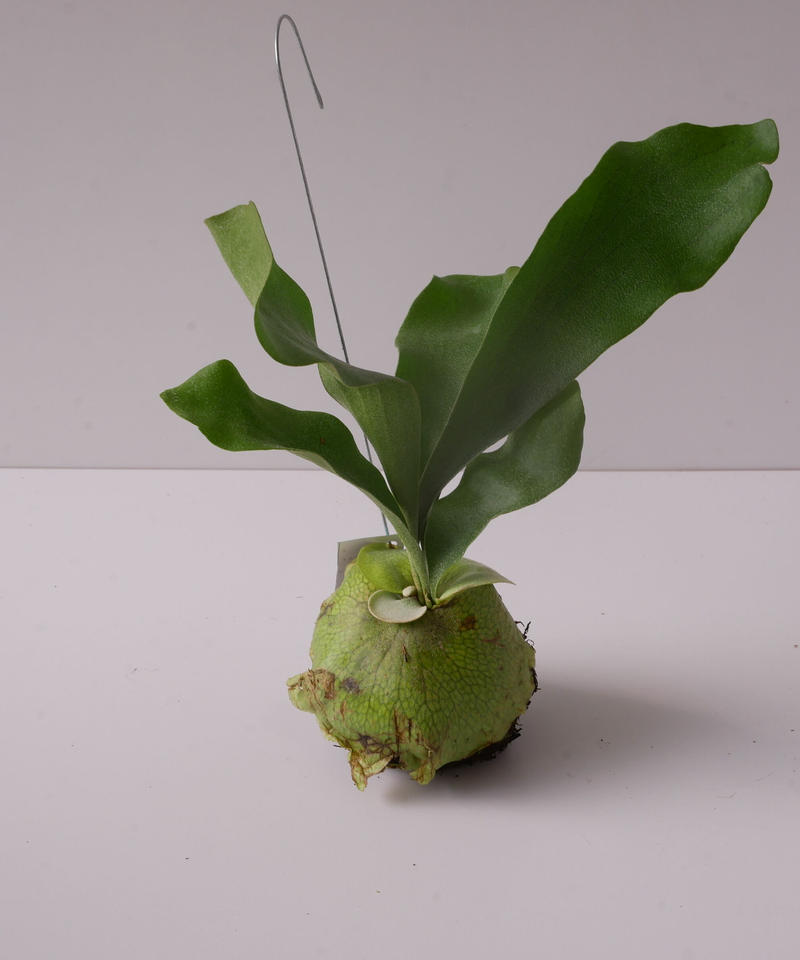 コウモリラン 苔玉 ハンギングプランツ ビカクシダ 着生植物 観葉植物 インテリアグリーン