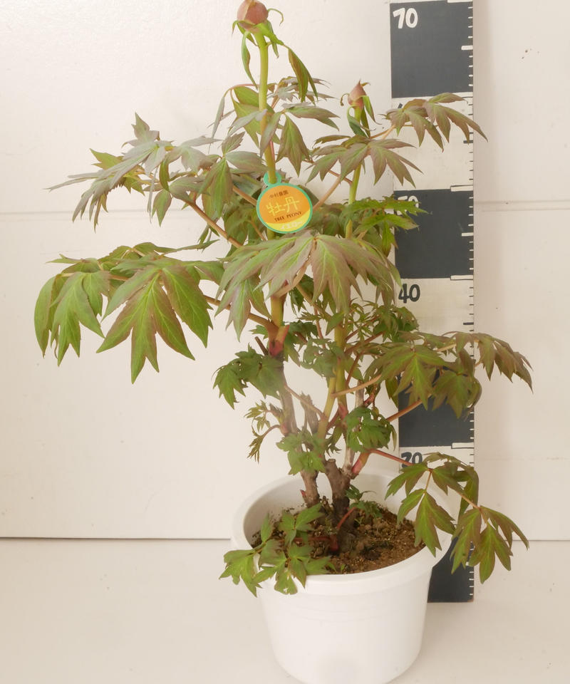 牡丹 赤銅の輝 花芽付き 希少 橙色 花の王様 艶やかな花姿 万重咲き インテリアグリーン