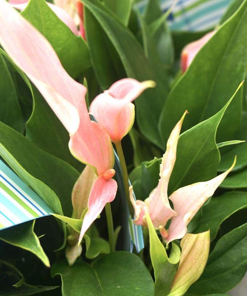 アンスリウム リリー 淡いピンクの細花 長く楽しめる インテリアグリーンとギフトプランツコ