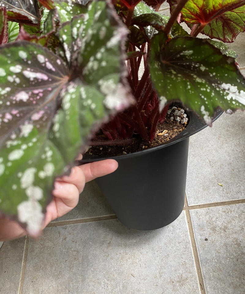 ベゴニア レックスベゴニア エキゾチック 育てやすい 観葉植物 インテリアグリーンとギフト ベゴニア レックスベゴニア エキゾチック 育てやすい 観葉植物 インテリアグリーンとギフト