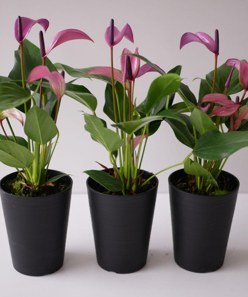 アンスリウム ジゾー 紫 長く楽しめる 観葉植物 インテリアグリーンとギフトプランツコー アンスリウム ジゾー 紫 長く楽しめる 観葉植物 インテリアグリーンとギフトプランツコー