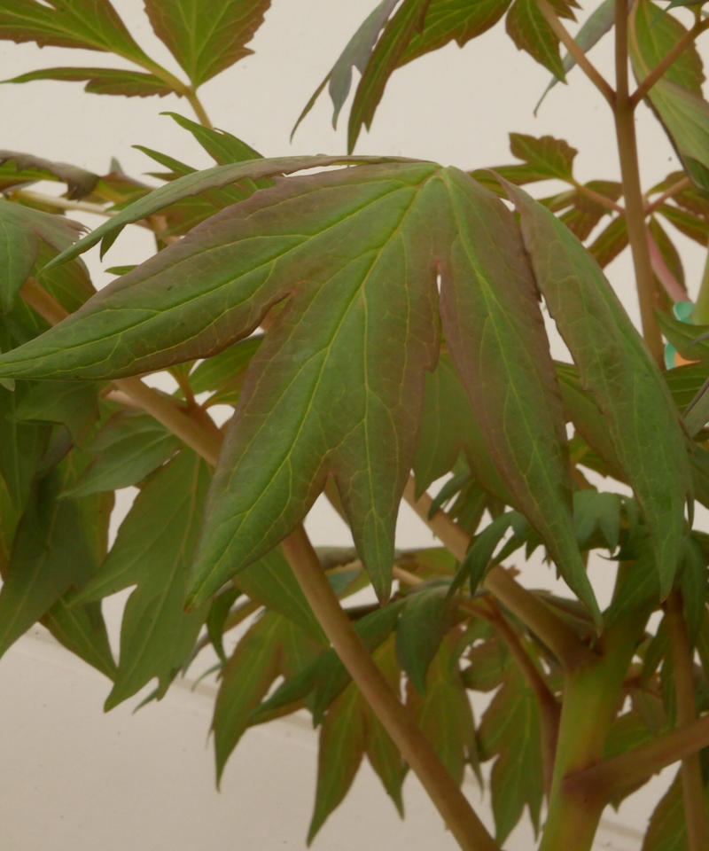 牡丹 赤銅の輝 花芽付き 希少 橙色 花の王様 艶やかな花姿 万重咲き インテリアグリーン