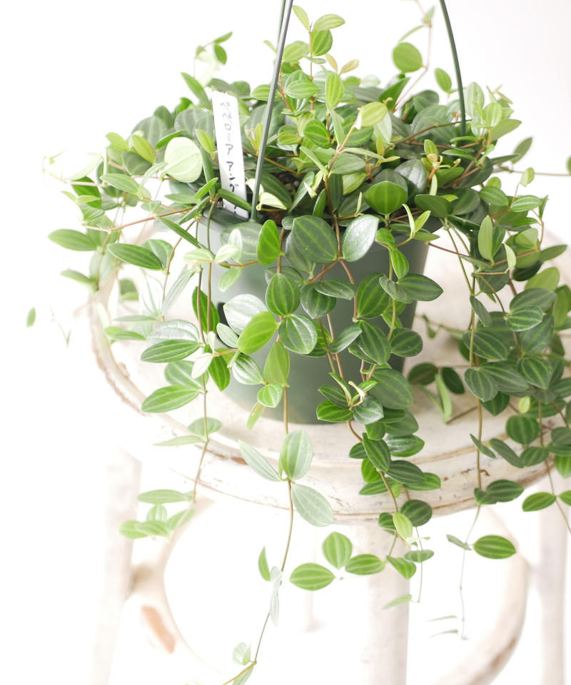 ペペロミア アングラータ 観葉植物 ハンギンググリーン インテリアグリーンとギフトプラ
