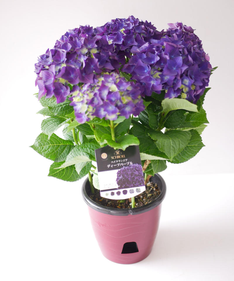 紫陽花 ディープパープル 人気品種 アンティークカラーも楽しめる インテリアグリーンとギフ