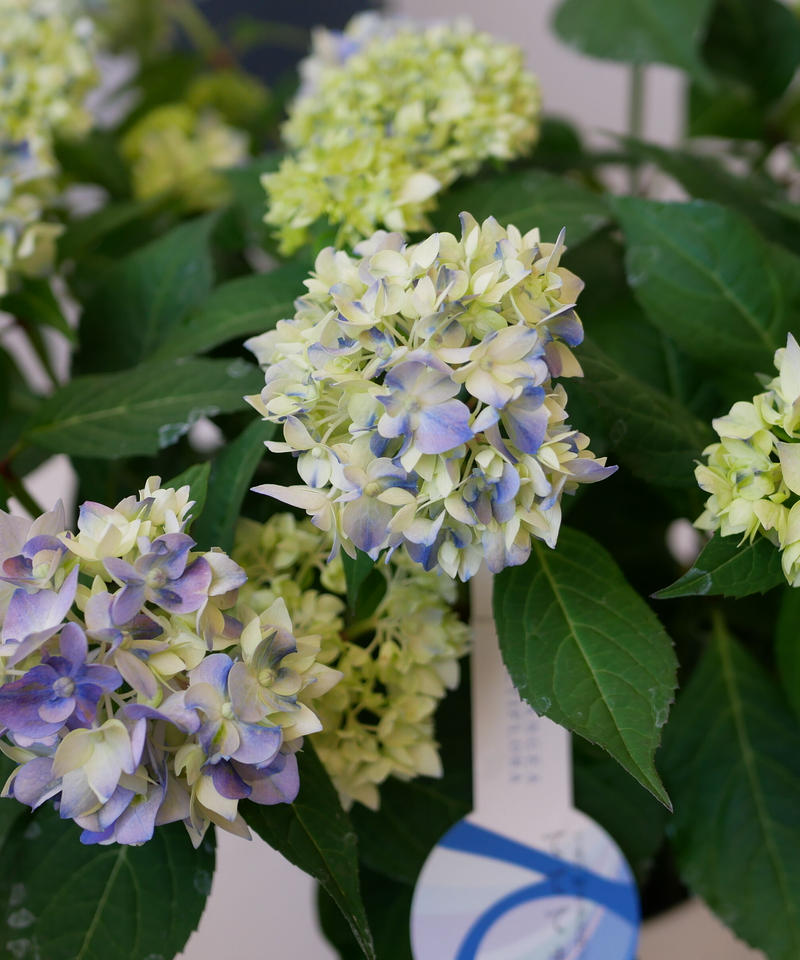 紫陽花 てててまり ガクアジサイ てまり咲き多花性 インテリアグリーンとギフトプランツコー