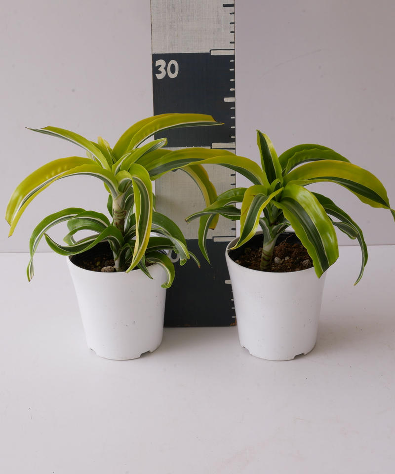 ドラセナ デレメンシス ワーネッキー ストライプ柄 観葉植物 インテリアグリーンとギフト