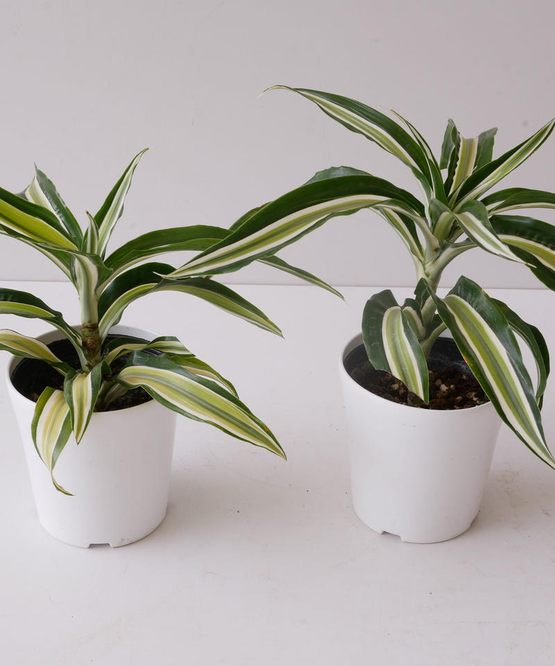高い素材 スタイリッシュ ワーネッキー ホワイトストライプ ドラセナ 植物 観葉植物 インテリア 住まい 小物 Belvtor By
