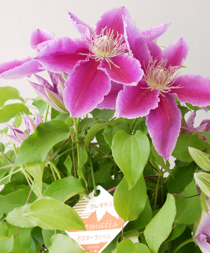 クレマチス ドクターラッペル 白雪姫 H Fヤング つる性植物 インテリアグリーンとギフト