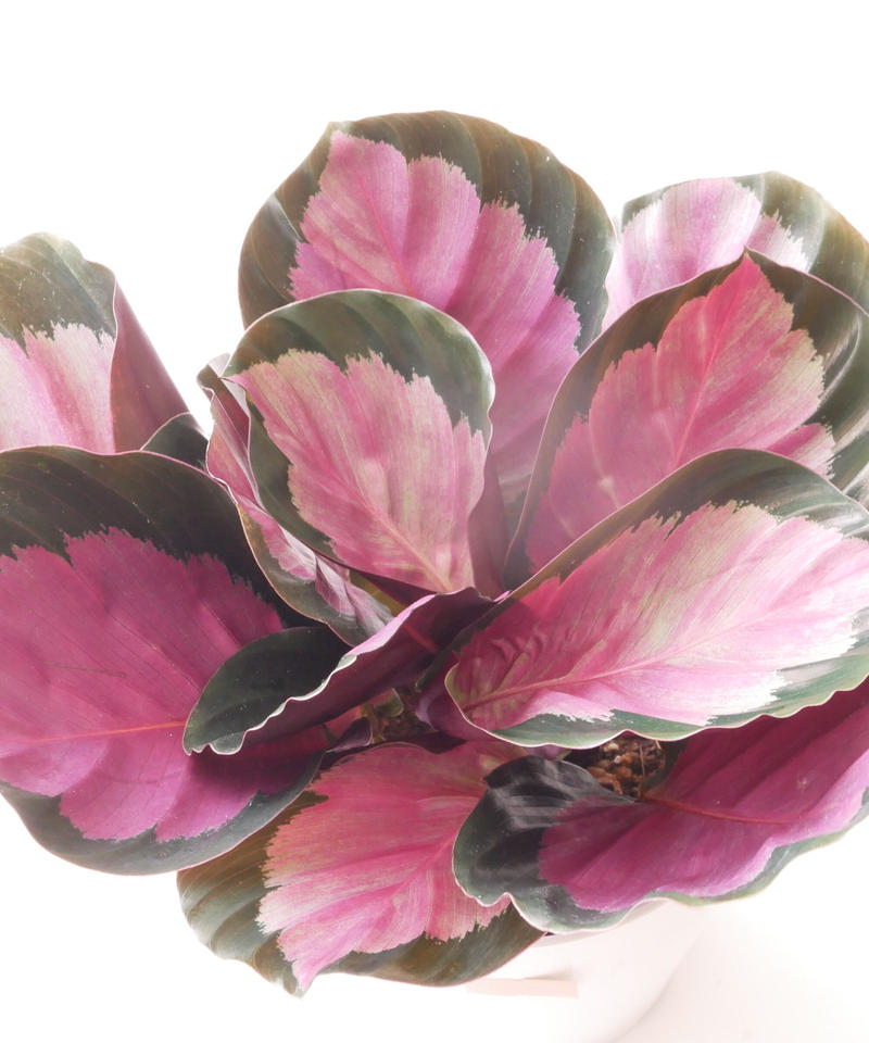 カラテア ロージー 個性的な模様 観葉植物 インテリアグリーンとギフトプランツコーディネー