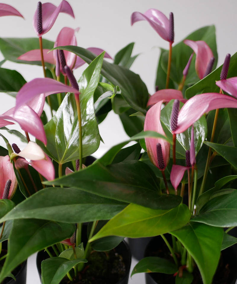 アンスリウム ジゾー 紫 長く楽しめる 観葉植物 インテリアグリーンとギフトプランツコー アンスリウム ジゾー 紫 長く楽しめる 観葉植物 インテリアグリーンとギフトプランツコー