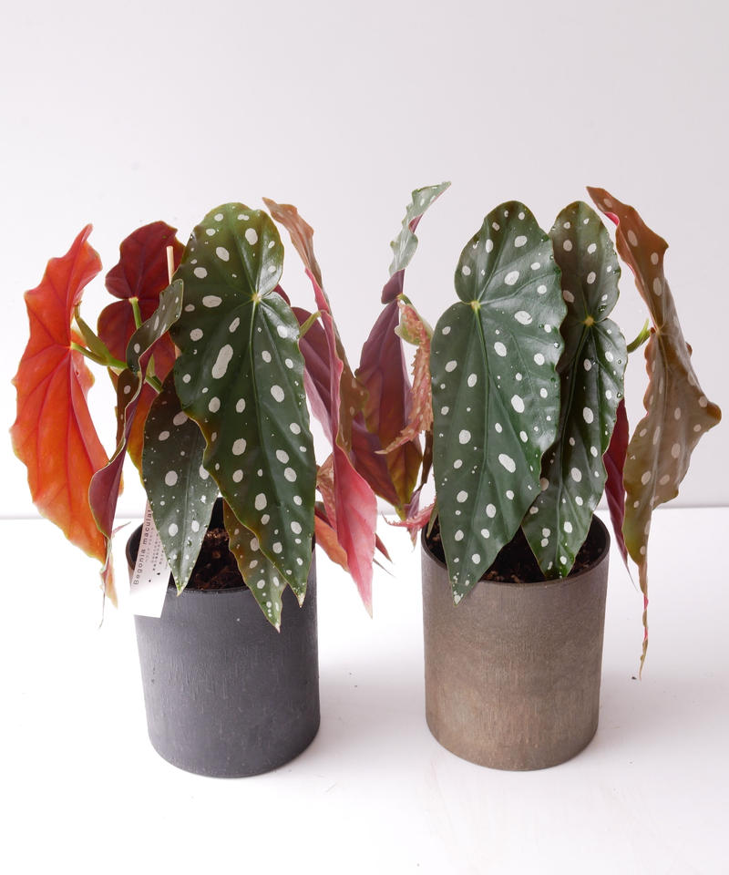 ベゴニア マクラータ ドット柄が可愛い 観葉植物 インテリアグリーンとギフトプランツコー ベゴニア マクラータ ドット柄が可愛い 観葉植物 インテリアグリーンとギフトプランツコー