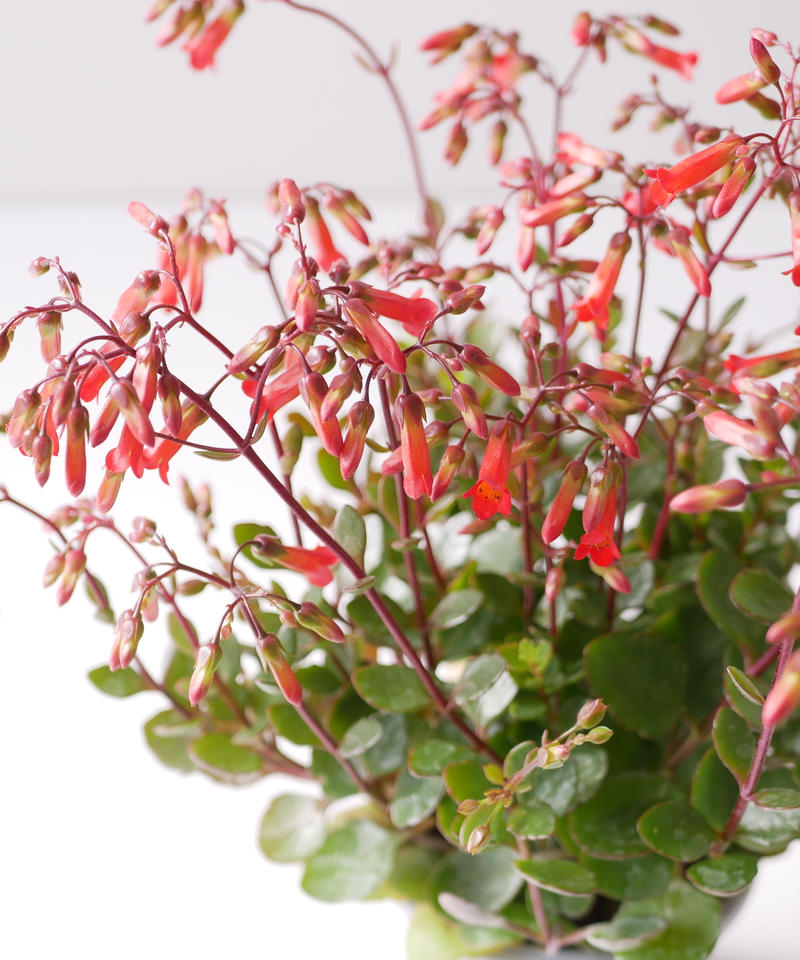 花なし カランコエ マンギニー ミニベラ 朱色の花 鉢植え 多肉植物 インテリアグリーン