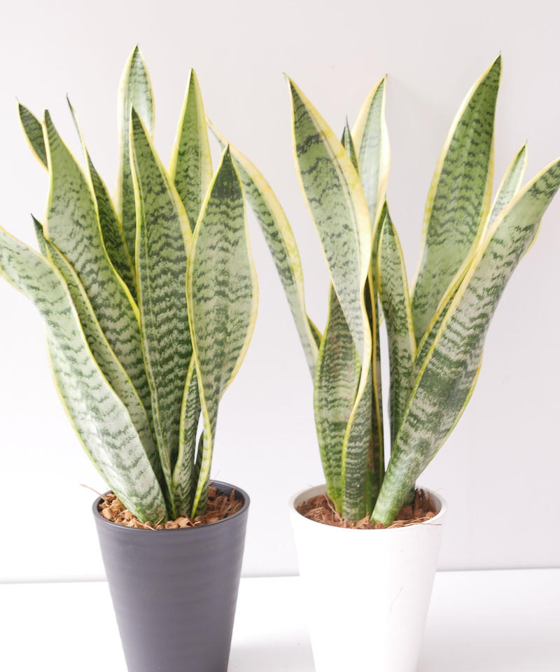 サンセベリア 空気清浄効果抜群 観葉植物 丈夫で育てやすい インテリアグリーンとギフトプ