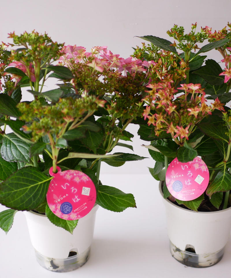 紫陽花 いろは レッド 可愛い星形 八重咲き インテリアグリーンとギフトプランツコーディネ