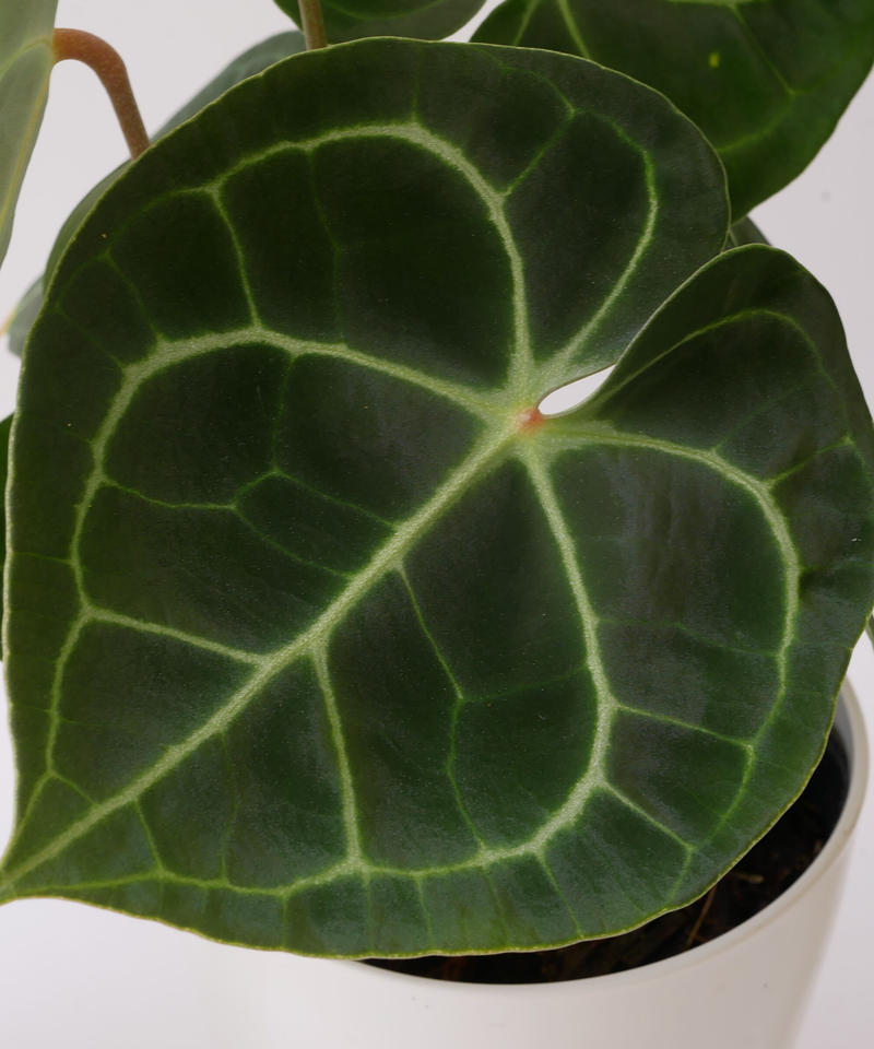 アンスリウム クラリネルビウム 長く楽しめる 観葉植物 インテリアグリーンとギフトプラン アンスリウム クラリネルビウム 長く楽しめる 観葉植物 インテリアグリーンとギフトプラン