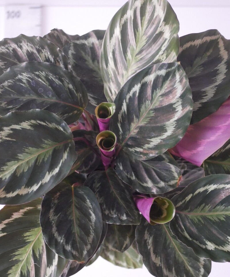 カラテア メダリオン 丸葉 葉裏は赤紫色 7号 インテリアグリーンとギフトプランツコーディ