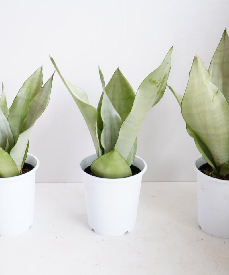 サンセベリア ムーンシャイン 5寸 空気清浄効果抜群 スタイリッシュ シルバーリーフ イン