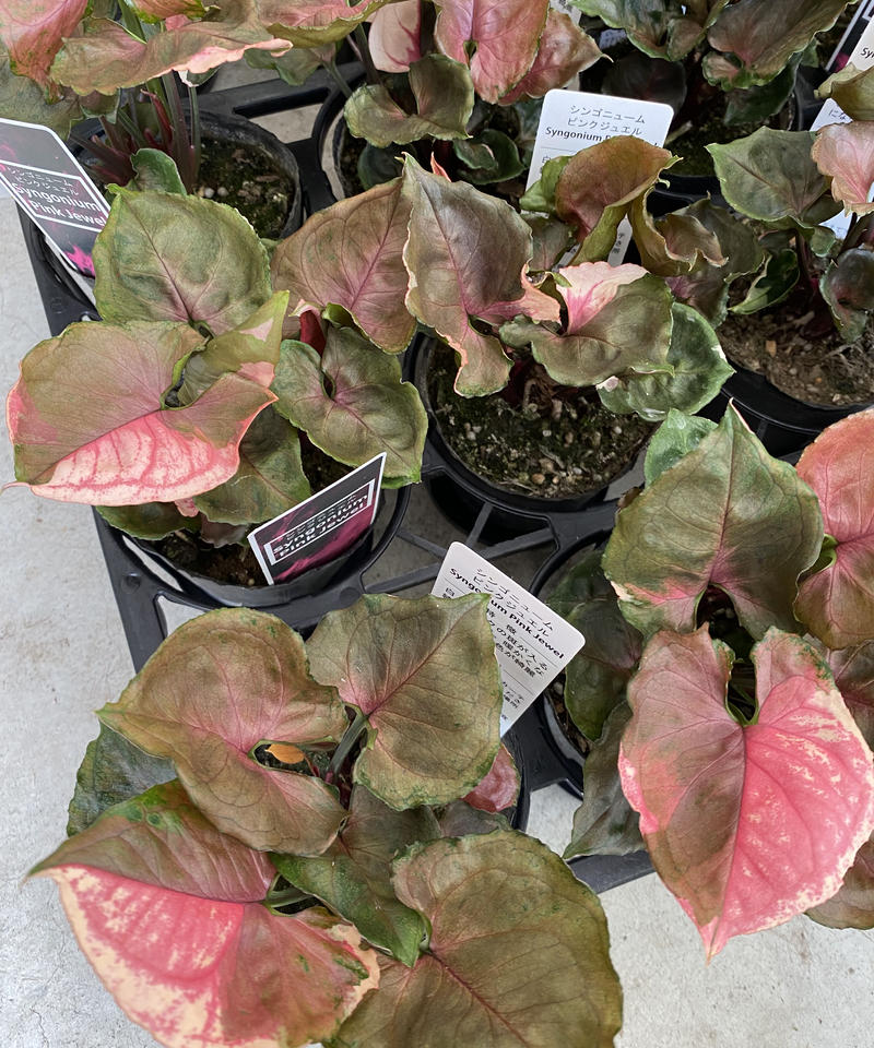 シンゴニウム ピンクジュエル インテリアグリーンとギフトプランツコーディネートのasiac