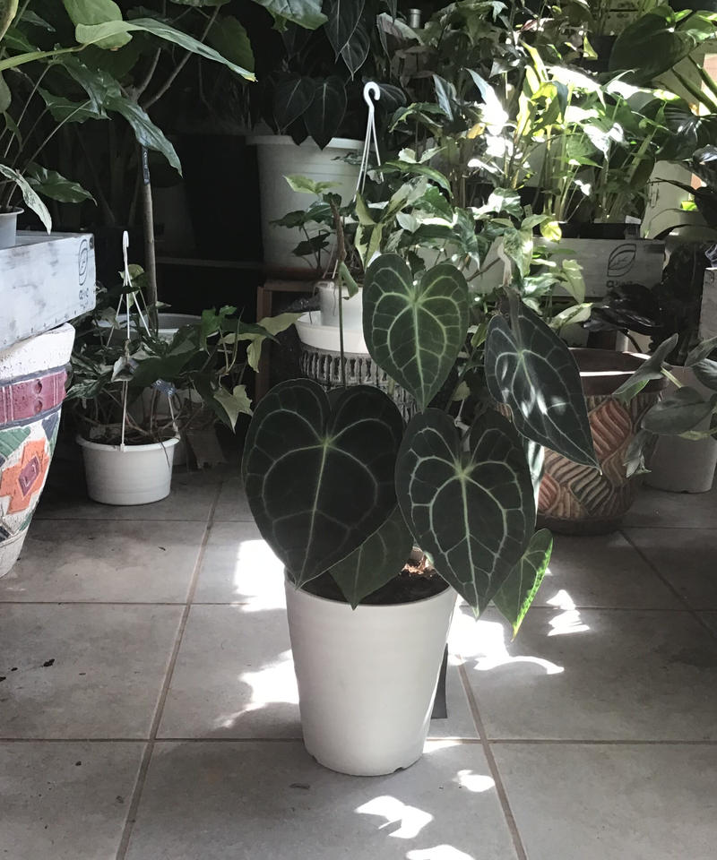 アンスリウム クラリネルビウム 長く楽しめる 観葉植物 インテリアグリーンとギフトプラン アンスリウム クラリネルビウム 長く楽しめる 観葉植物 インテリアグリーンとギフトプラン