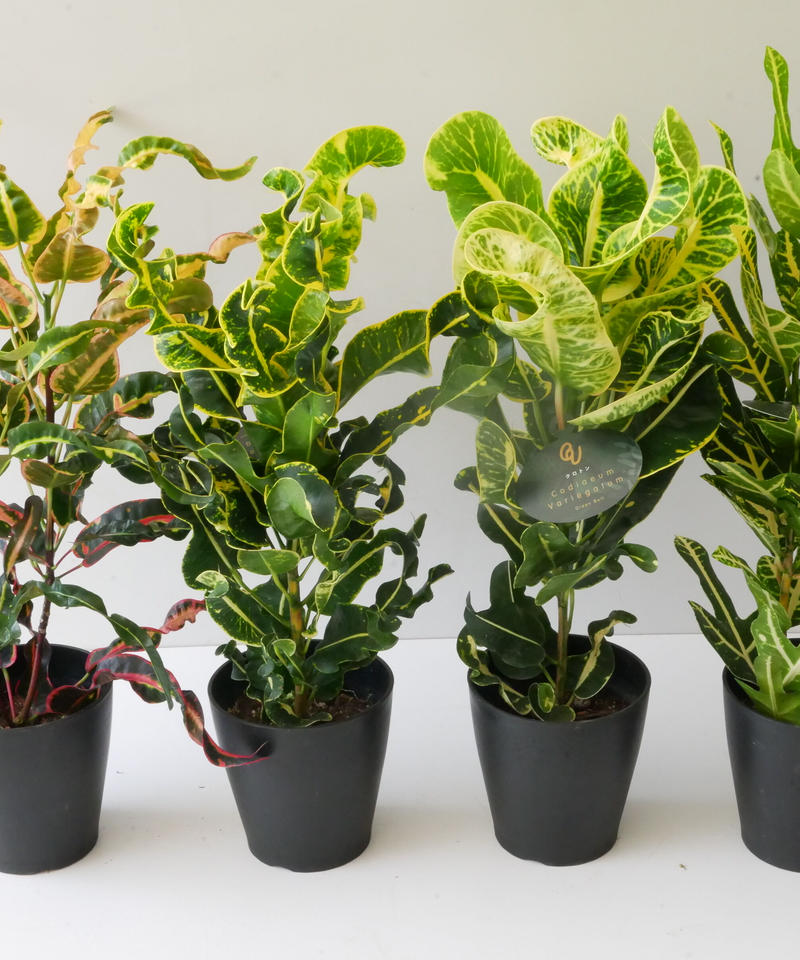 クロトン 丸葉 カラーリーフ 観葉植物 レア 希少