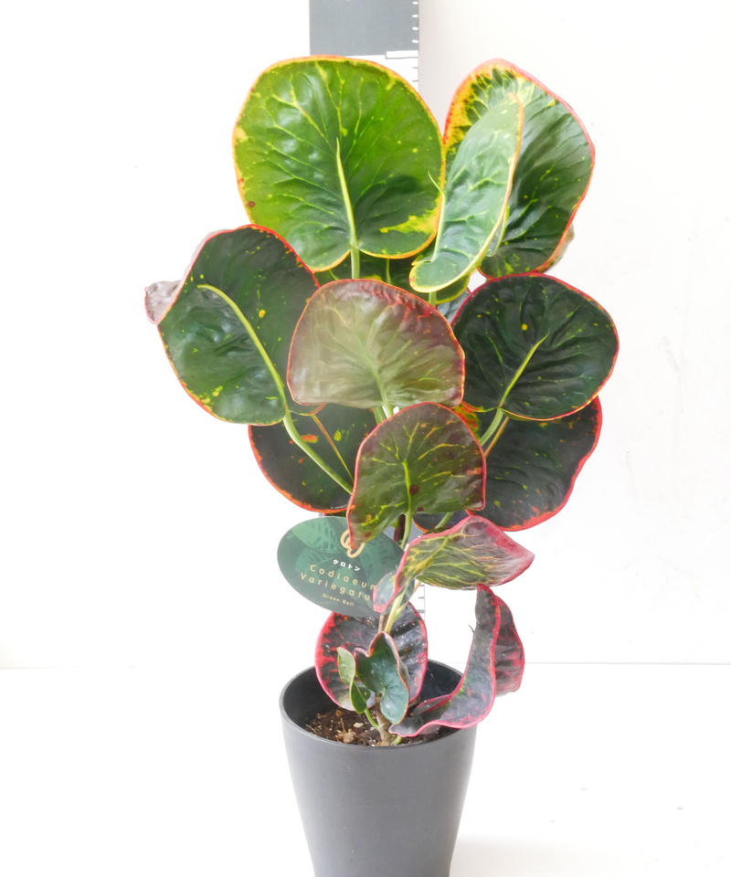 クロトン 丸葉 カラーリーフ 観葉植物 レア 希少