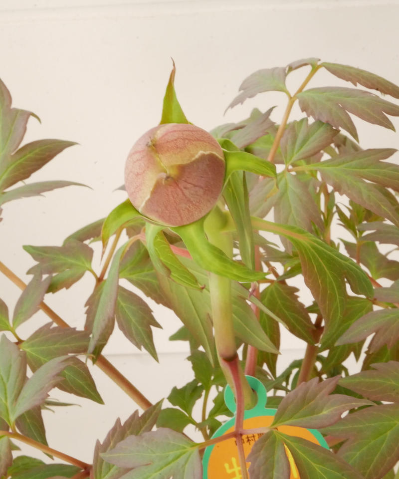 牡丹 赤銅の輝 花芽付き 希少 橙色 花の王様 艶やかな花姿 万重咲き インテリアグリーン