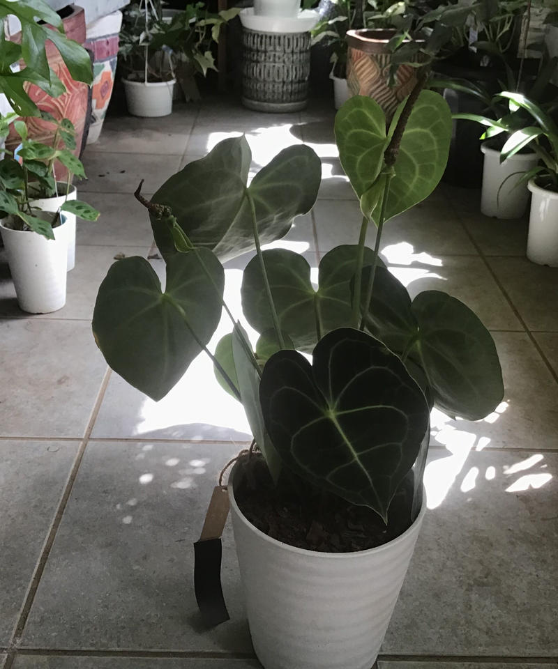 アンスリウム クラリネルビウム 長く楽しめる 観葉植物 インテリアグリーンとギフトプラン アンスリウム クラリネルビウム 長く楽しめる 観葉植物 インテリアグリーンとギフトプラン